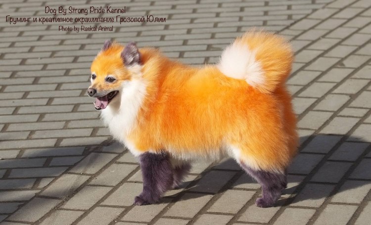 Стрижка Кляйн шпица