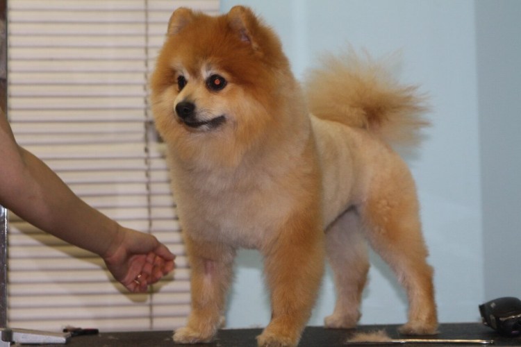 Немецкий шпиц черный 5 месяцев