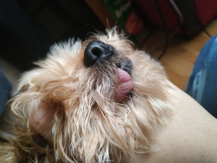 Демодекозный пододерматит