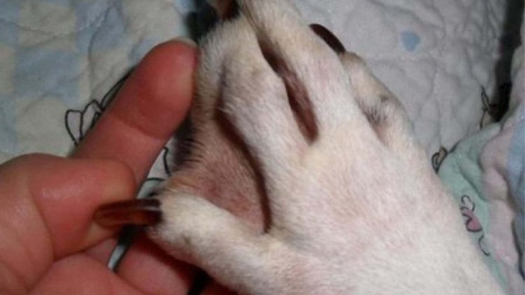 Собака выкусывает лапы