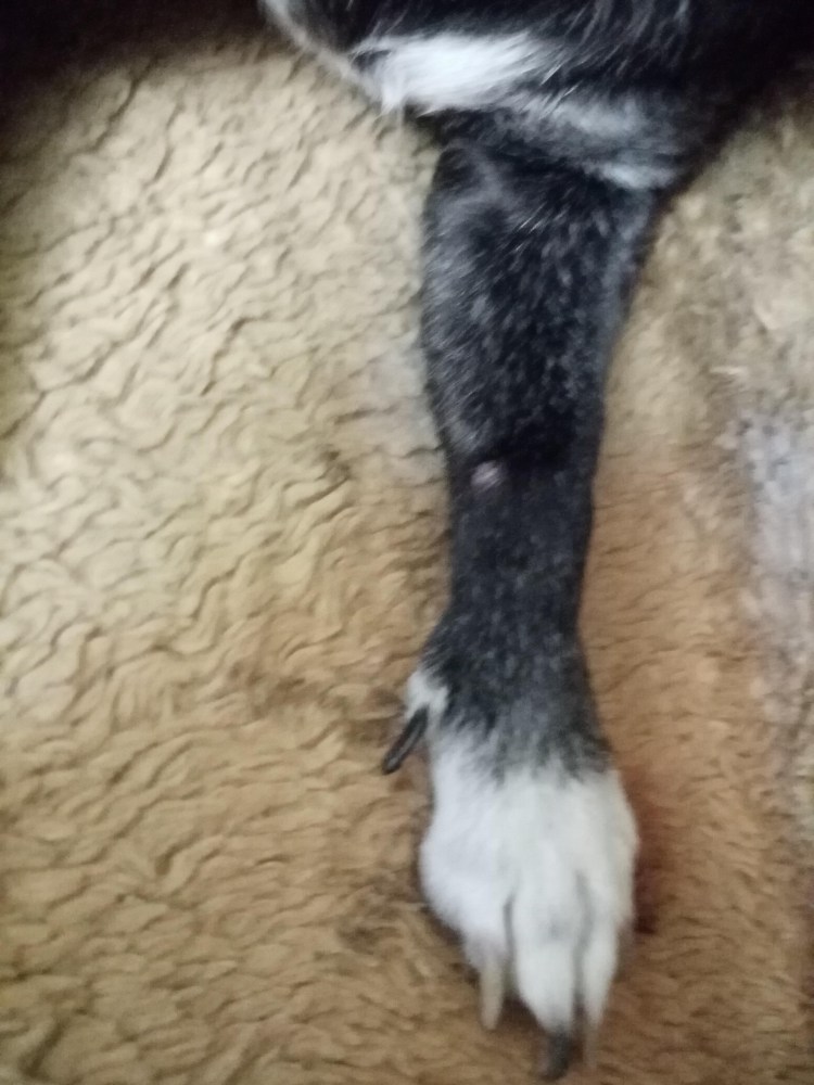 Гиперкератоз у собаки на лапах