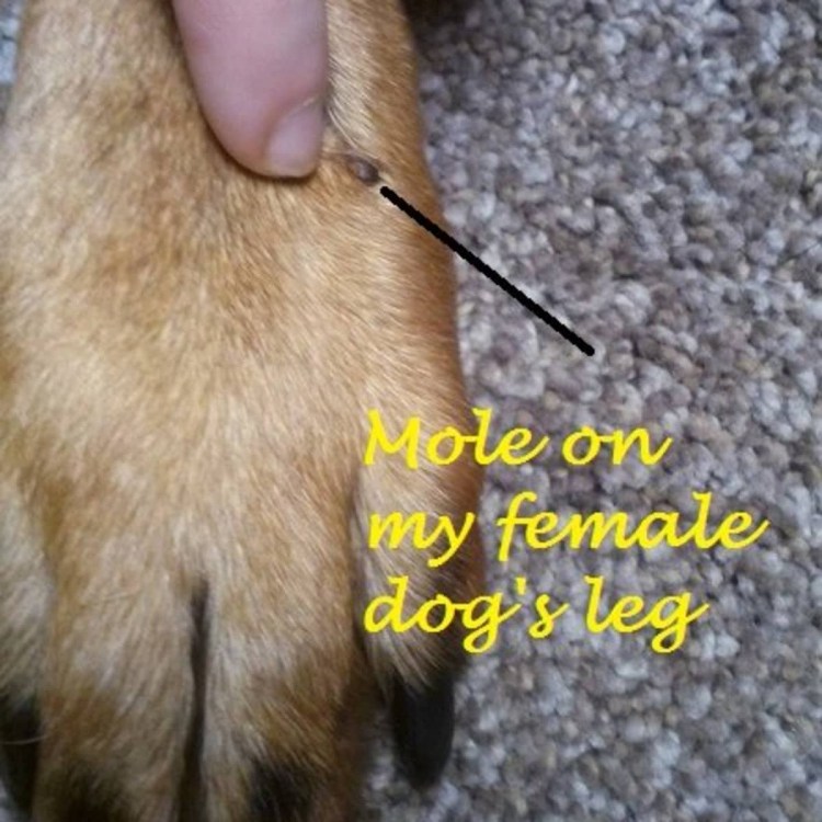 Лапа добермана