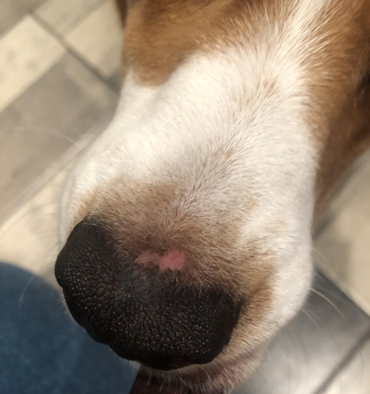 Лапы разных пород собак