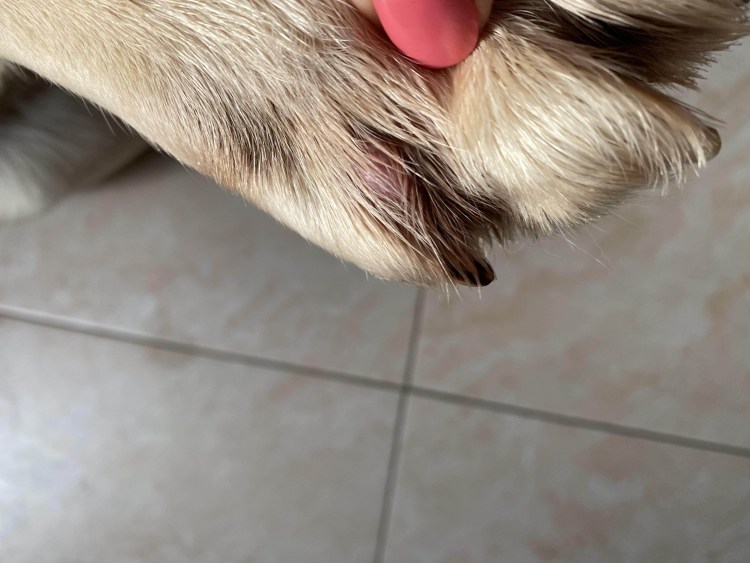 Покраснение глаз у собаки