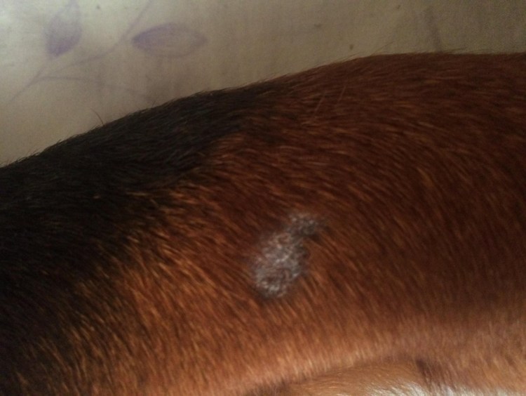 Наросты на подушечках лап у кота