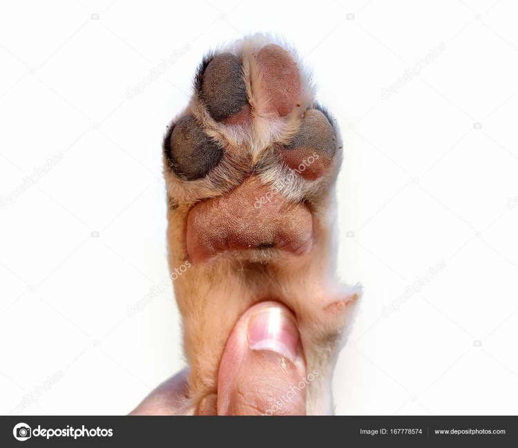 Собачьи лапки подушечки