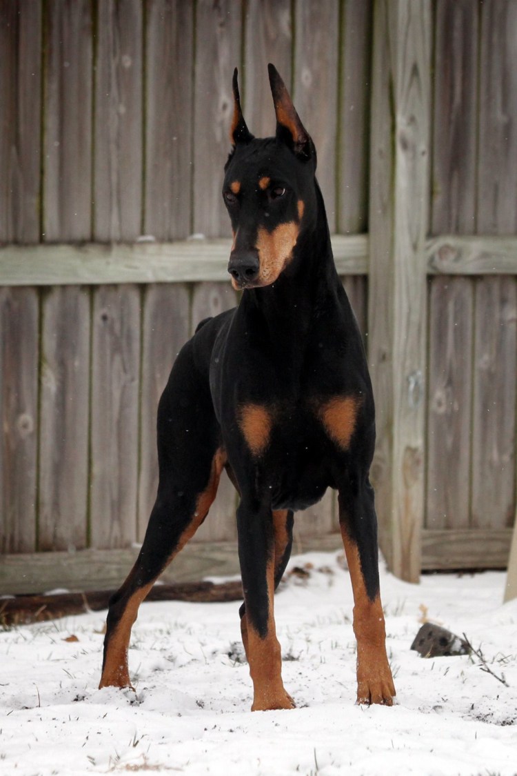 Австралийская борзая Грейхаунд