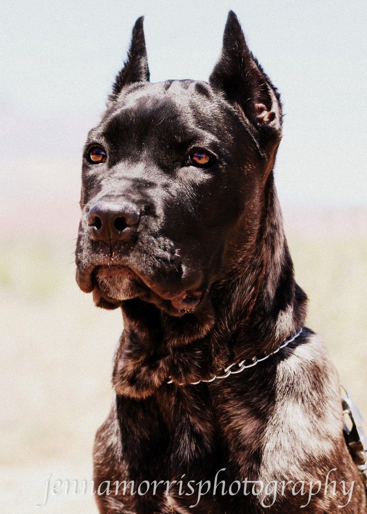 Босерон мраморный