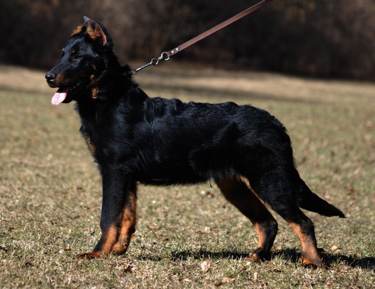 Тюрингский пинчер