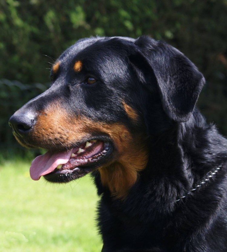 Ксолоитцкуинтли Данте