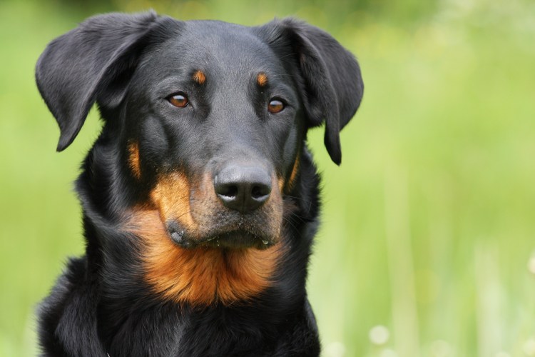 Порода собак Доберман