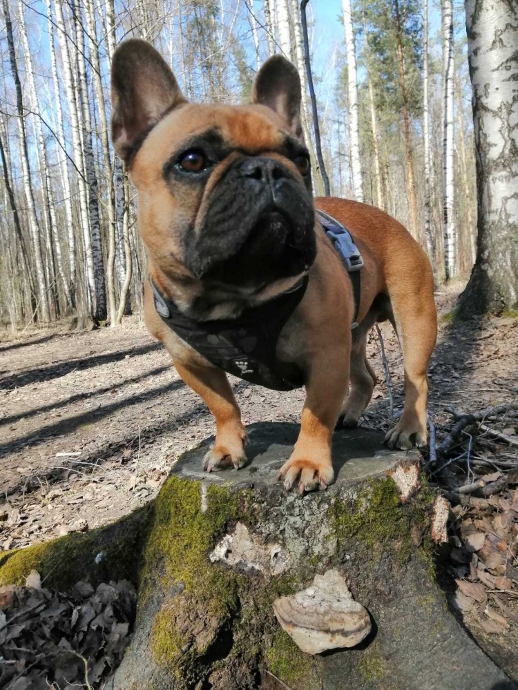 Ксолоитцкуинтли Анубис