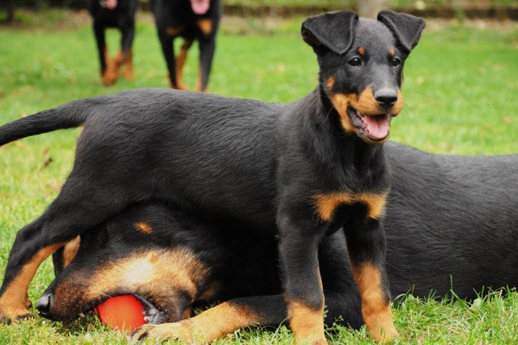 Доберман щенок длинношерстный