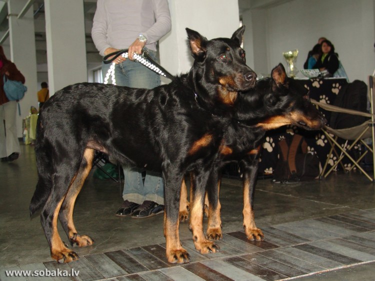 Босерон метис