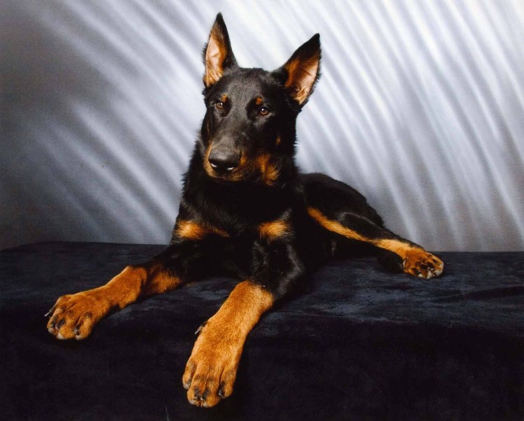 Немецкая овчарка альбинос