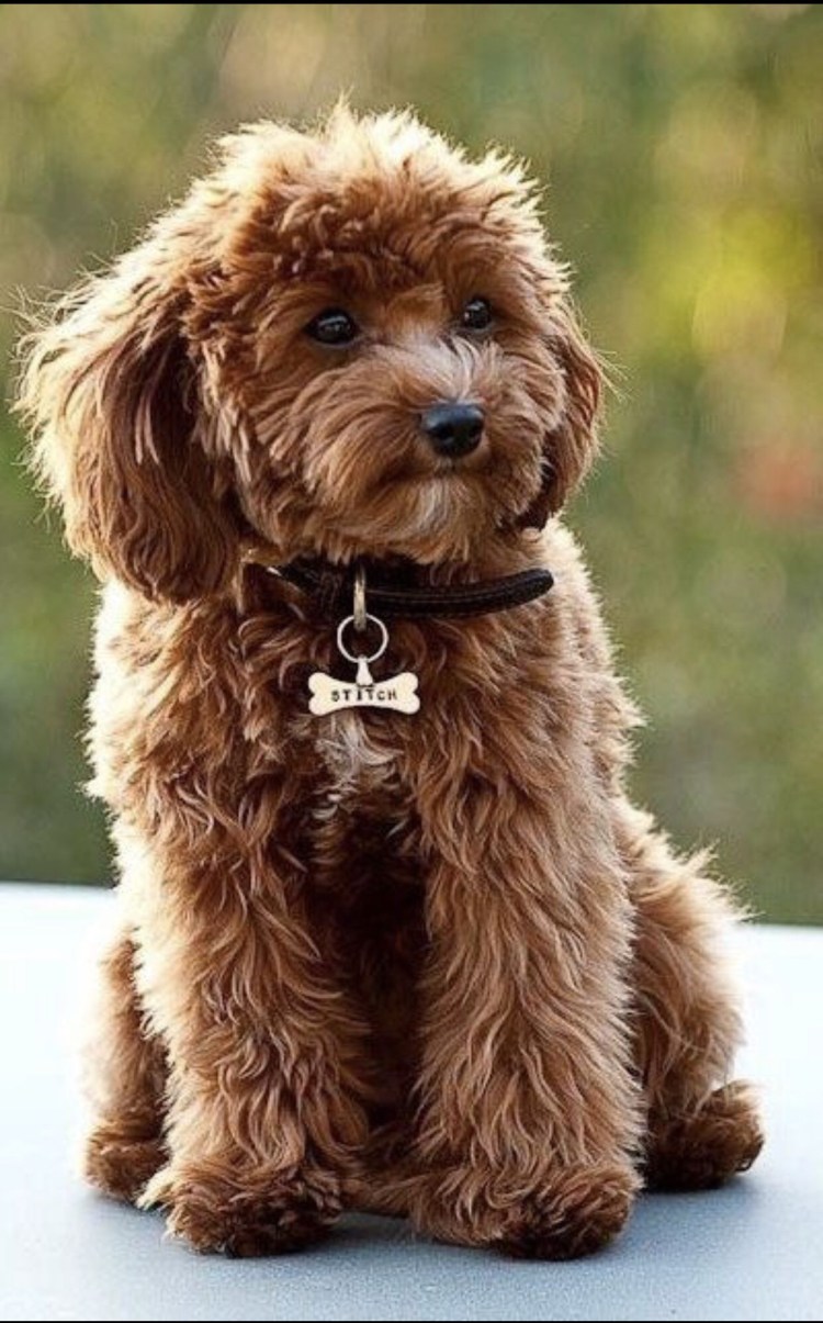 Собачки мальтипу