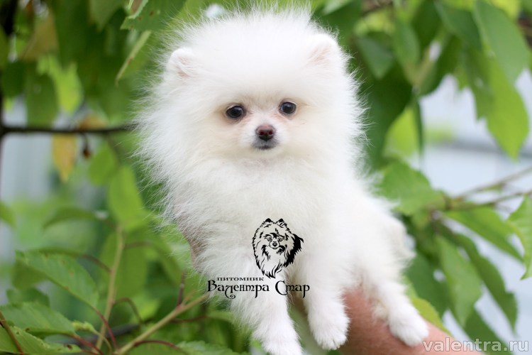 Пустынные собаки породы