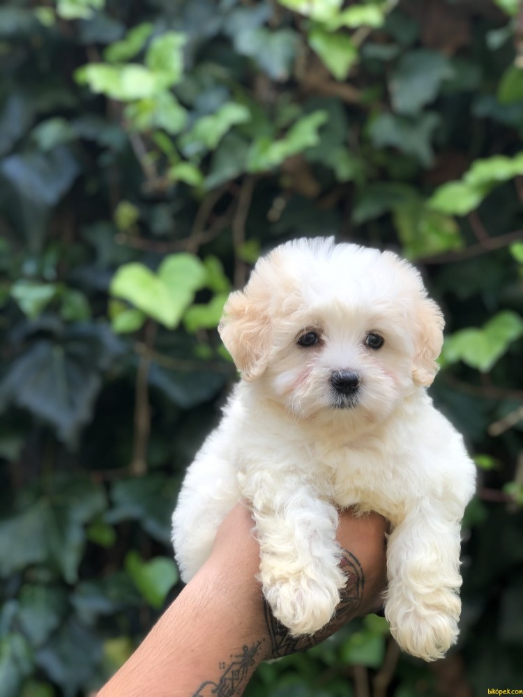 Мальтипу и шпиц