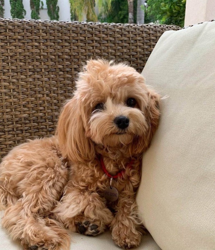 Порода мальтипу