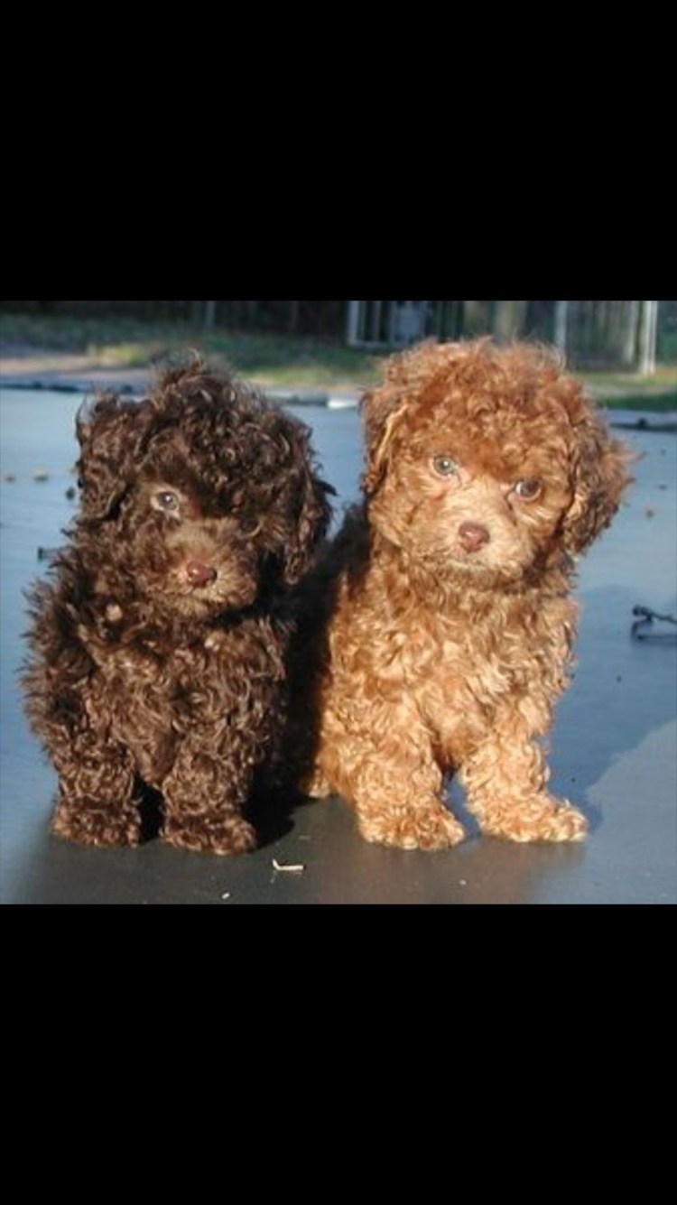 Морская болонка