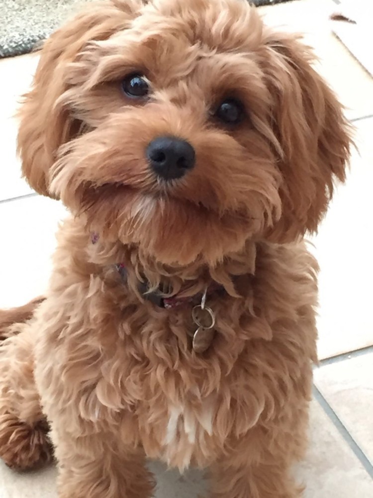 Кавапу порода