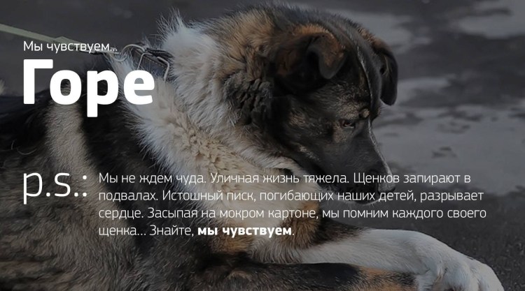 Собаки и умирающие хозяева