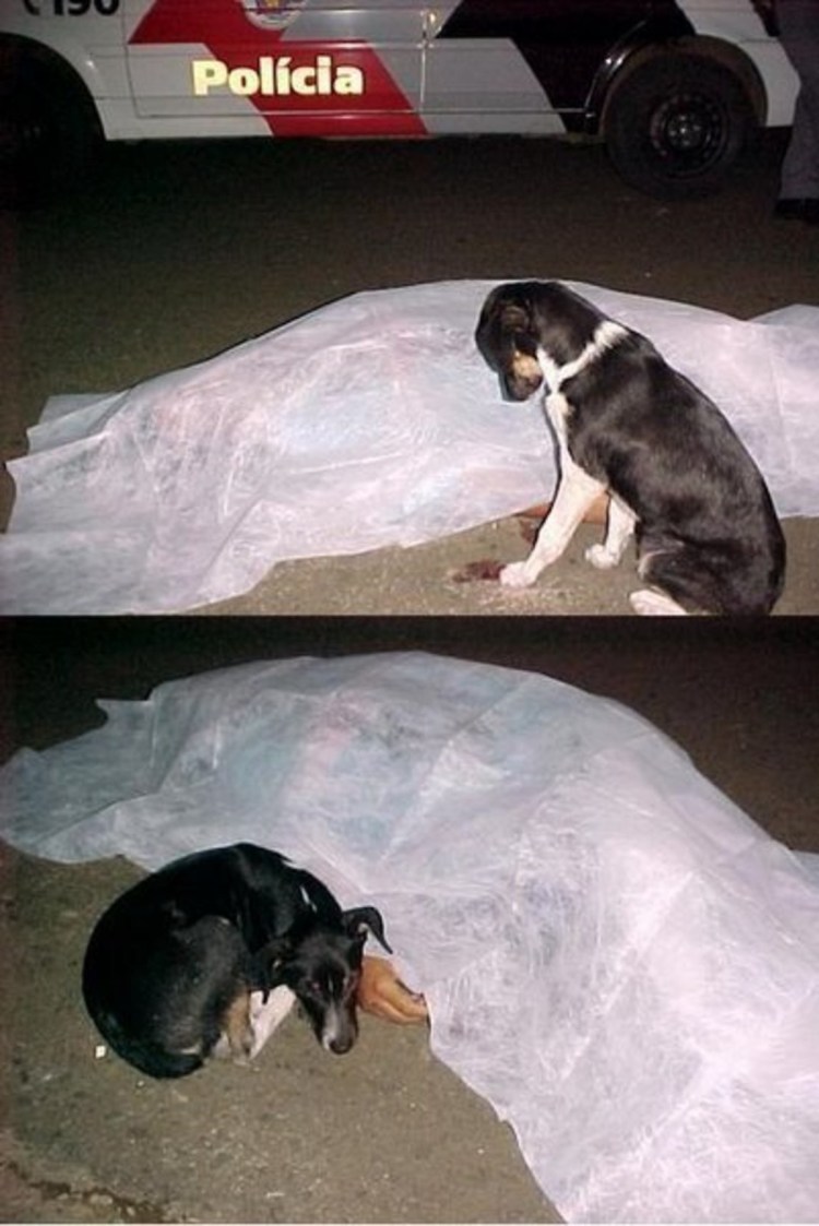 Собака закопала собаку