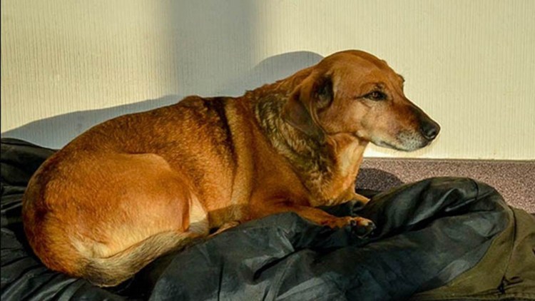 Брошенные животные