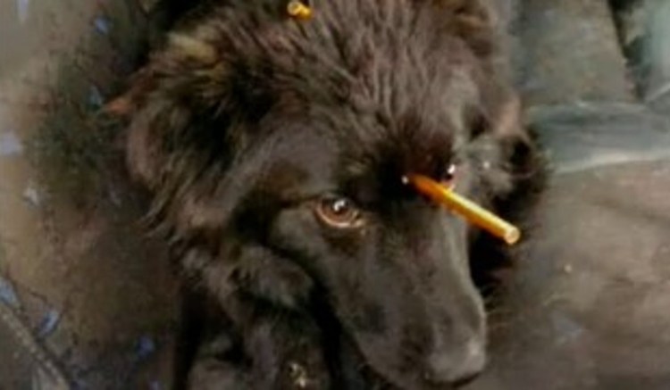 Мертвая собака в клетке