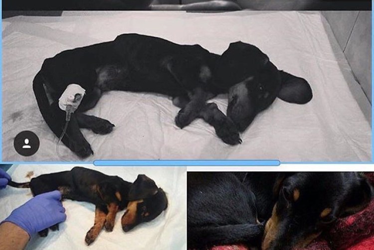 Из человека в собаку фото