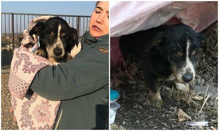 Собаки в больнице с людьми