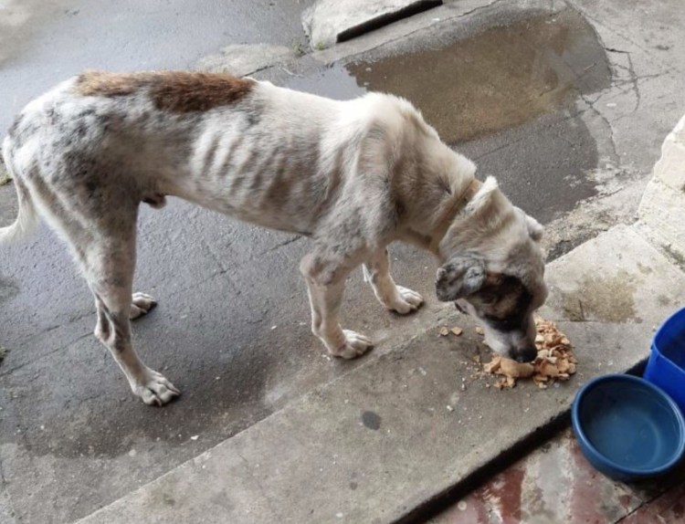 Безнаказанность за смерть собаки