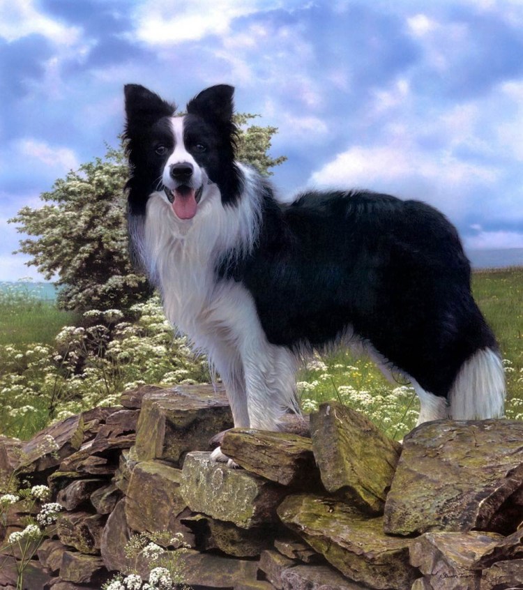 Скай терьер карликовый