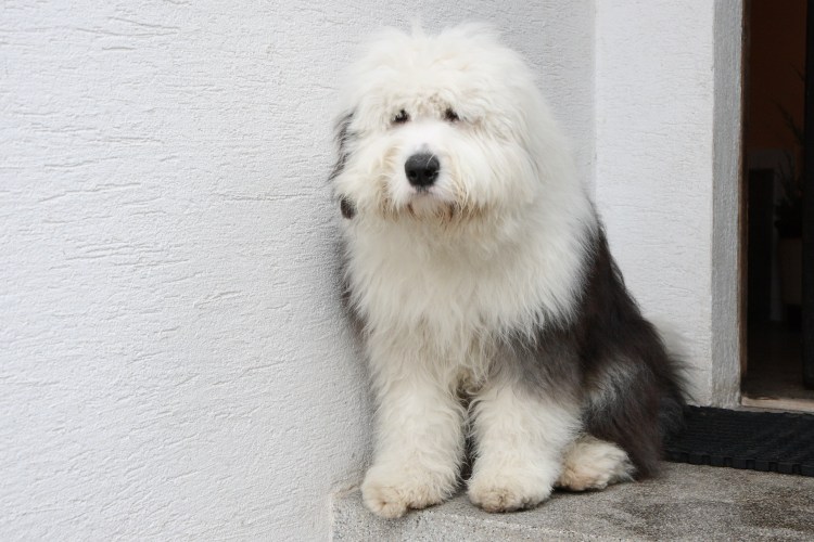 Бородатый колли