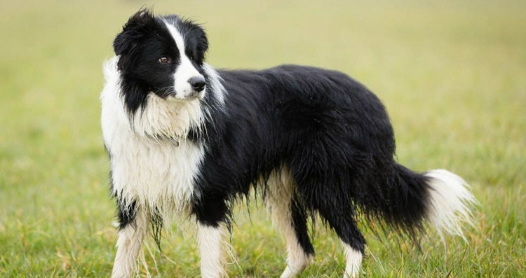 Южнорусская овчарка белая