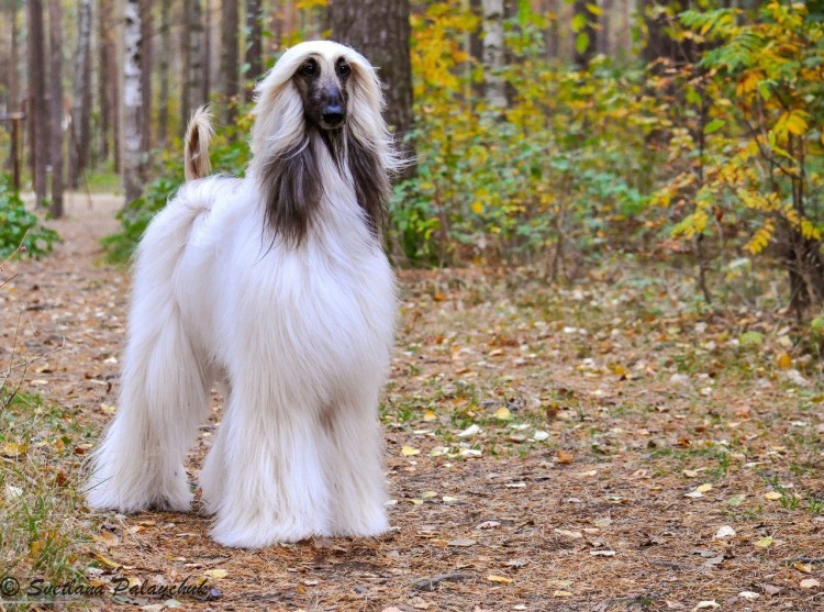 Пес с длинной шерстью