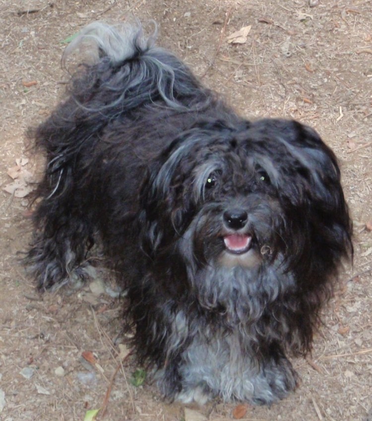 Порода собак скартерьер