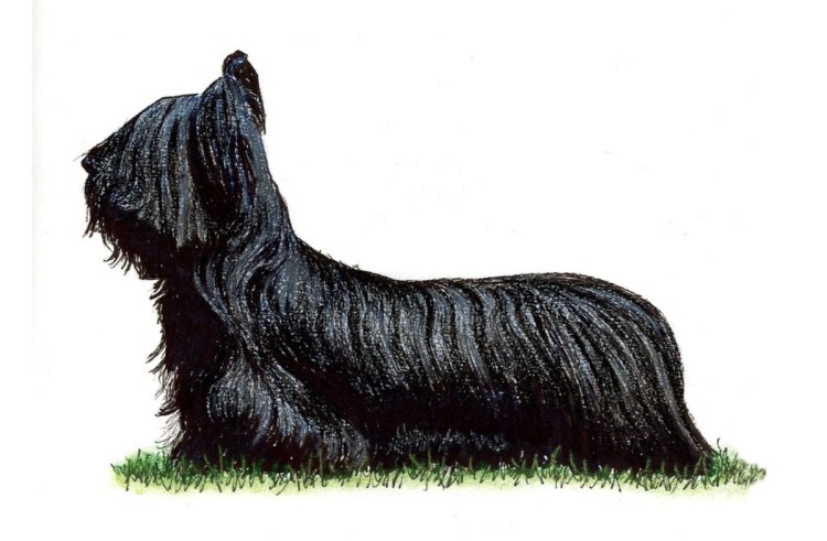 Бернский зенненхунд окрасы