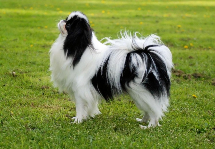 Японский Хин