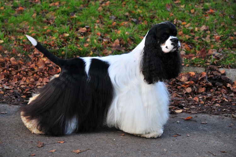 Американский кокер спаниель белый