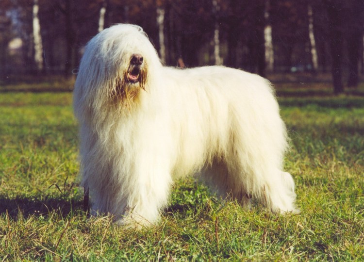 Бишон Болоньез