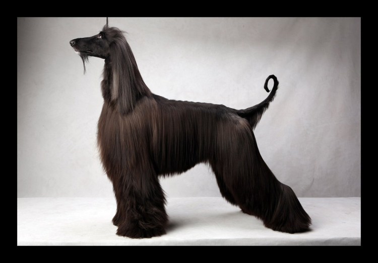 Бергамская овчарка Командор