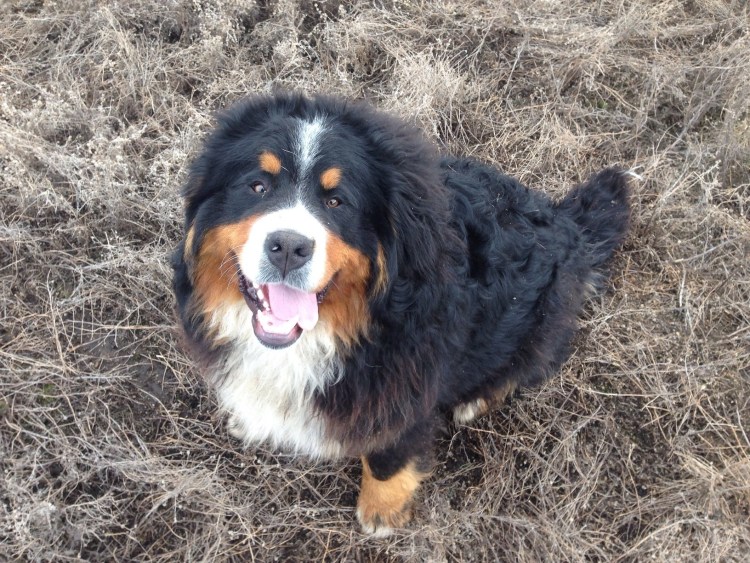 Бордер-колли серо мраморная