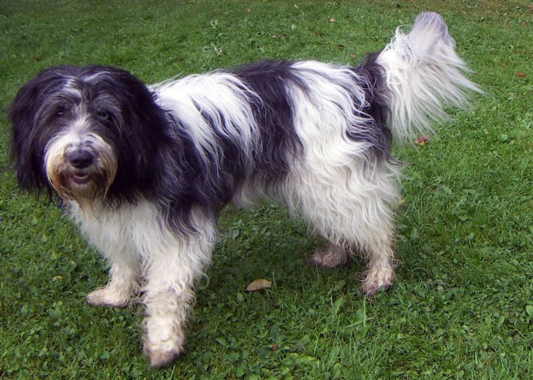 Чёрная собака мальтезе болонка