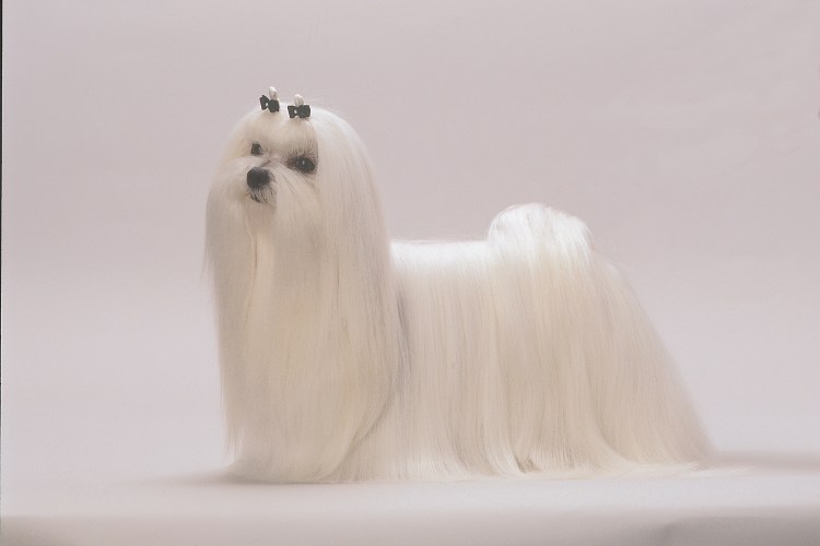 Аборигенная Афганская борзая