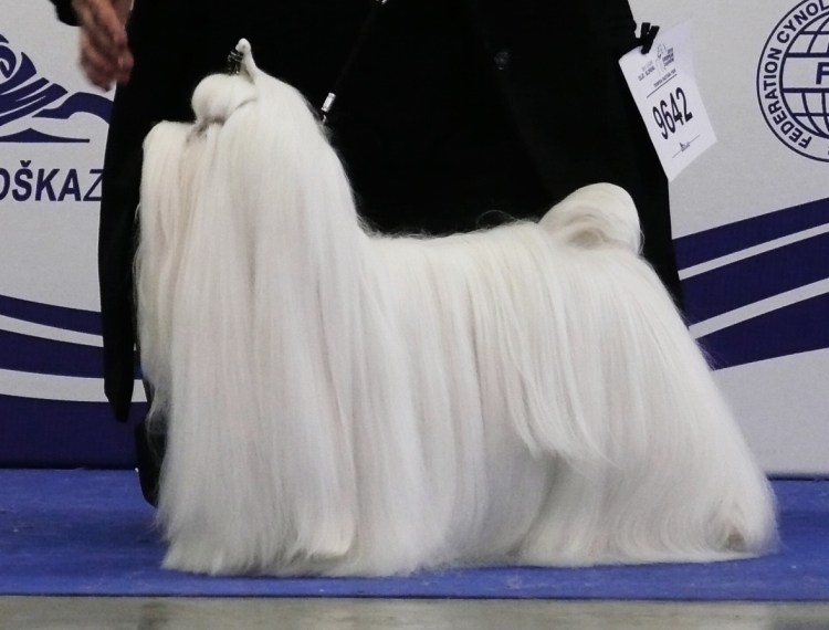 Черная Бельгийская овчарка грюнендаль