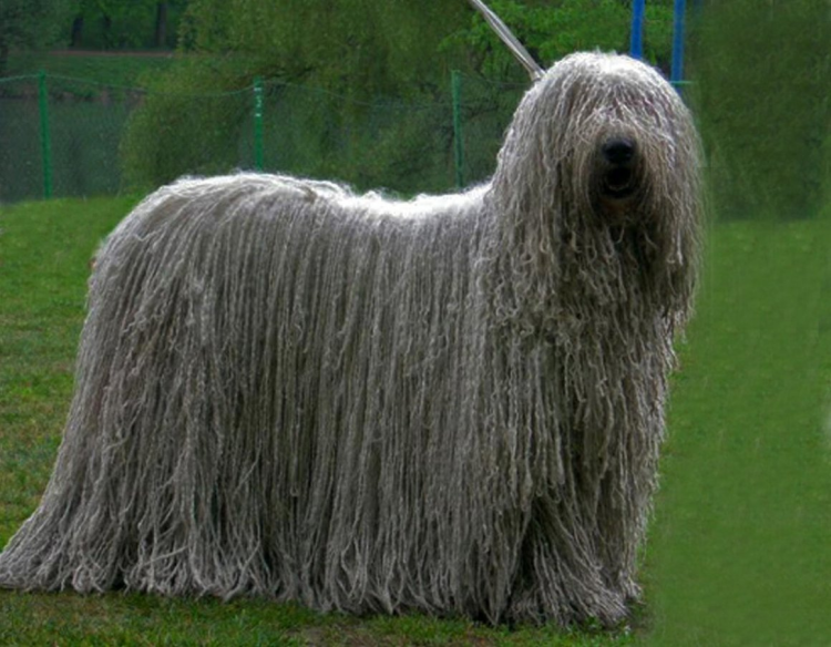 Порода бородатый колли