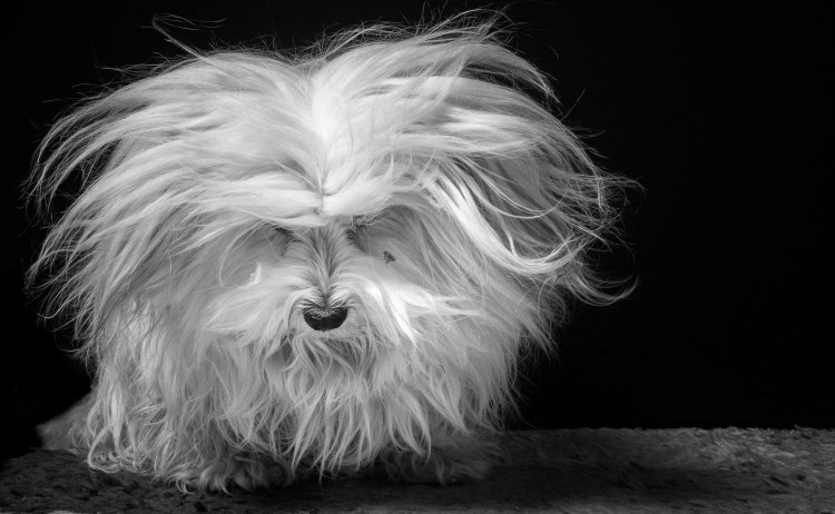 Афганская борзая длинношерстная