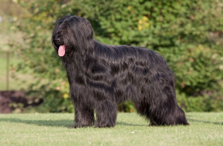 Староанглийская овчарка