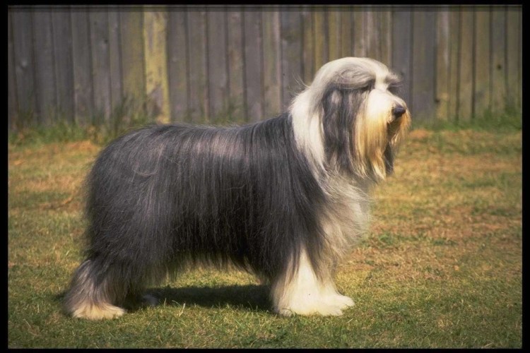 Лохматая собака с длинной шерстью